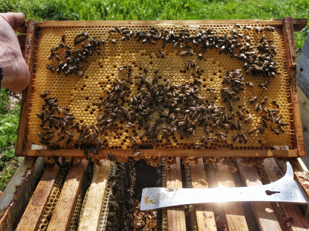 Brutwabe mit Bienen Frühjahr 2021