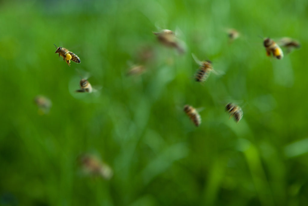 Erster Bienenflug Frühjahr 2019