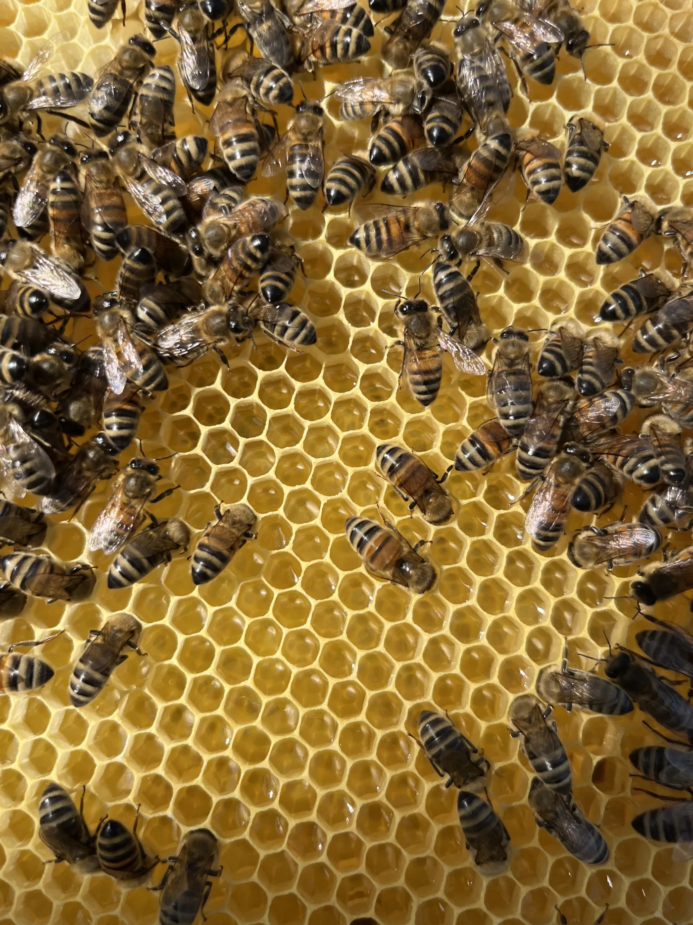 Bienen auf frischer Honigwabe