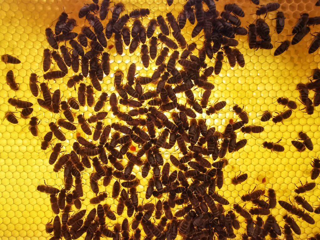 Honigwabe Frühlingsblüte 2022