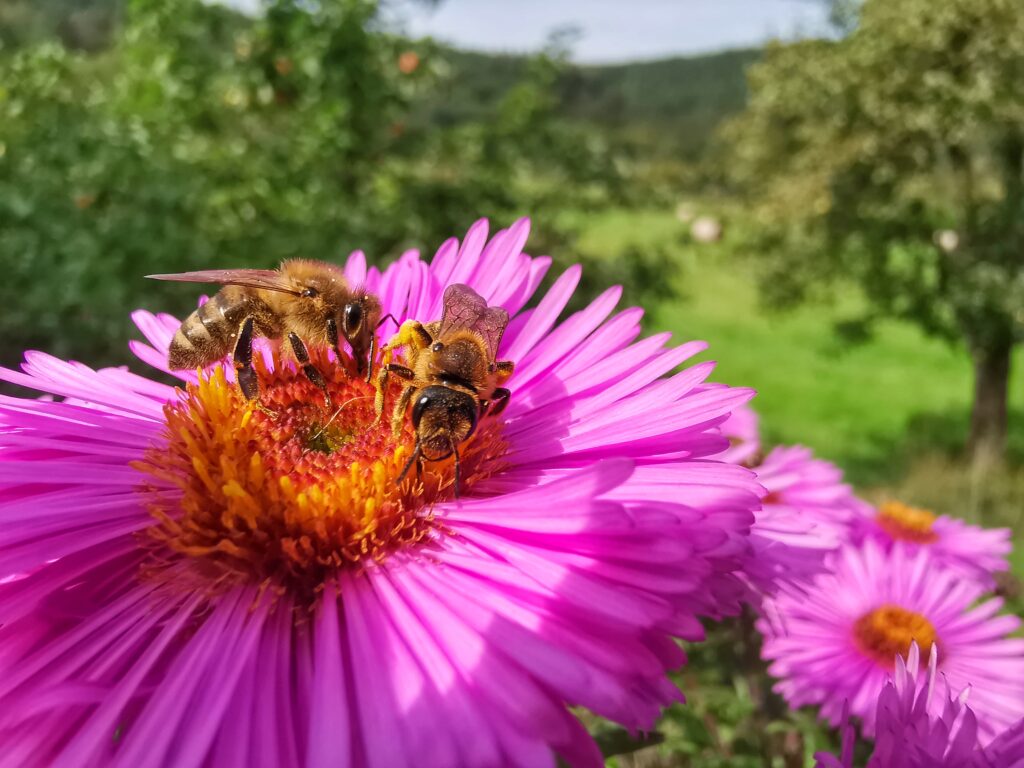 Honigernte Sommer 2023