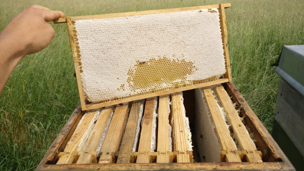 Honigwabe Frühlingsblüte 2018