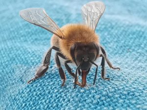 Kein Honig – Hitzesommer 2021