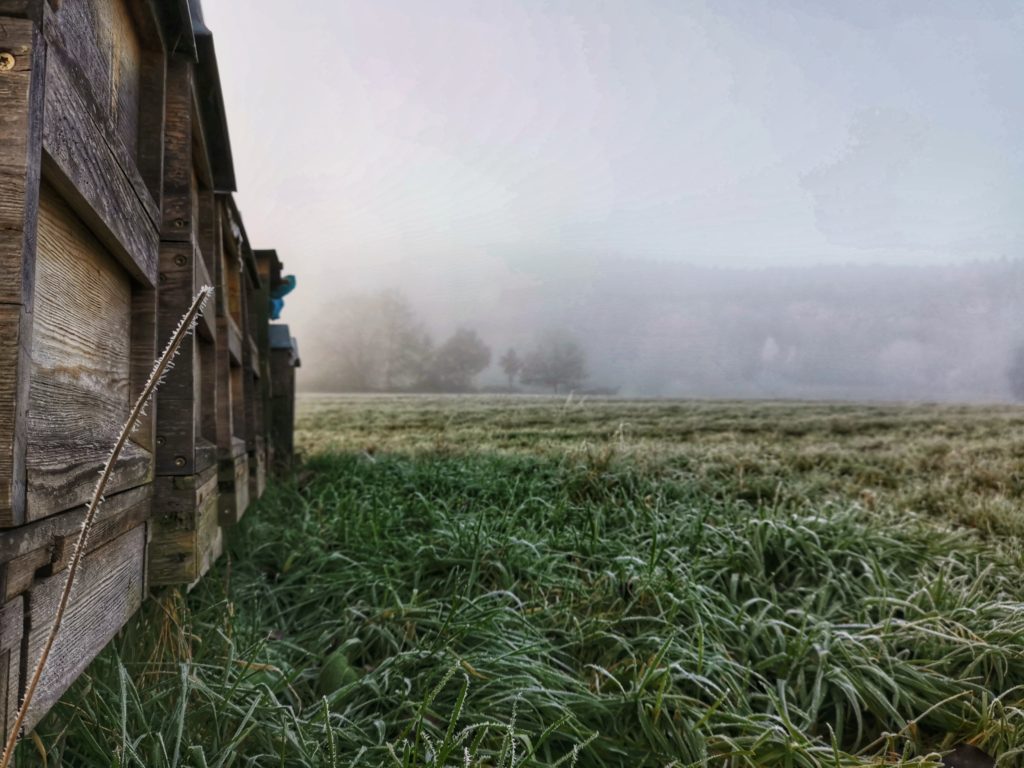 Bienen und Klimawandel – Winter 2019