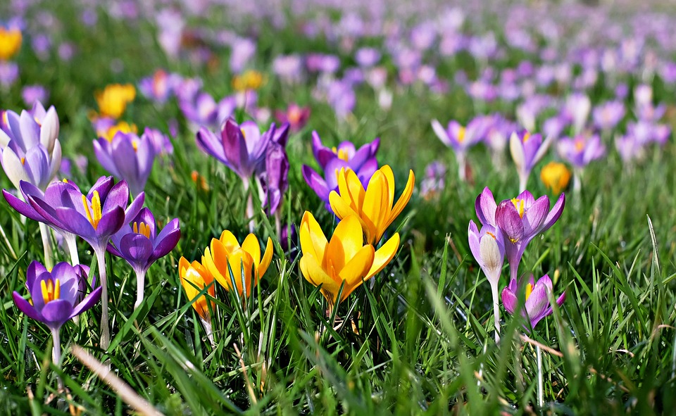 Biene am Krokus im Frühjahr