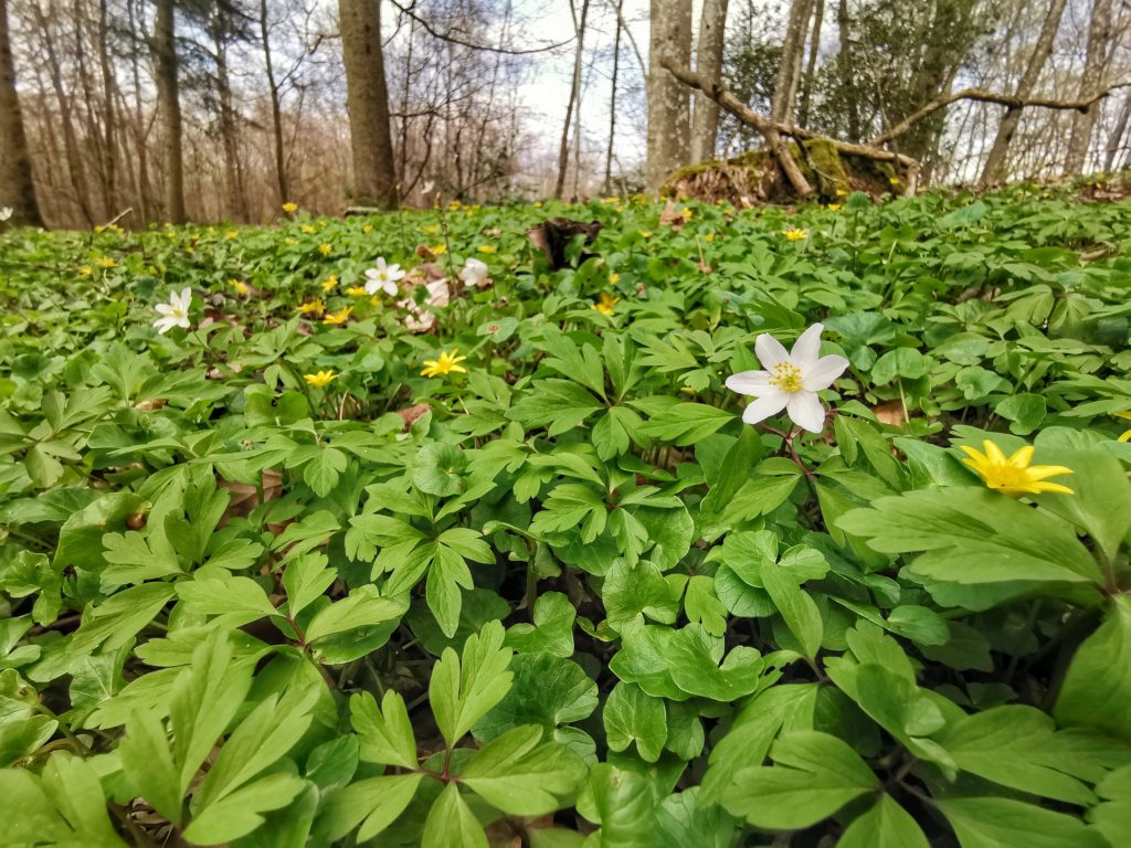Scharbockskraut – Frühlingsblumen 2021