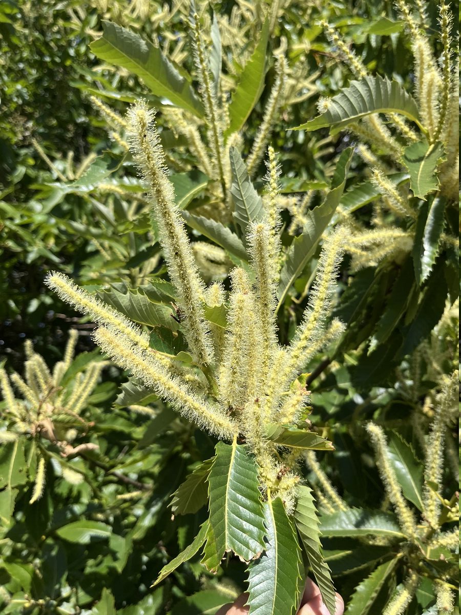 Edelkastanie – Blütenkätzchen
