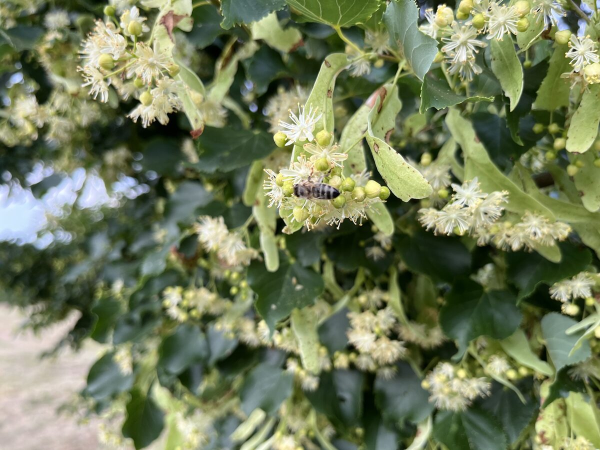 Biene an der Lindenblüte