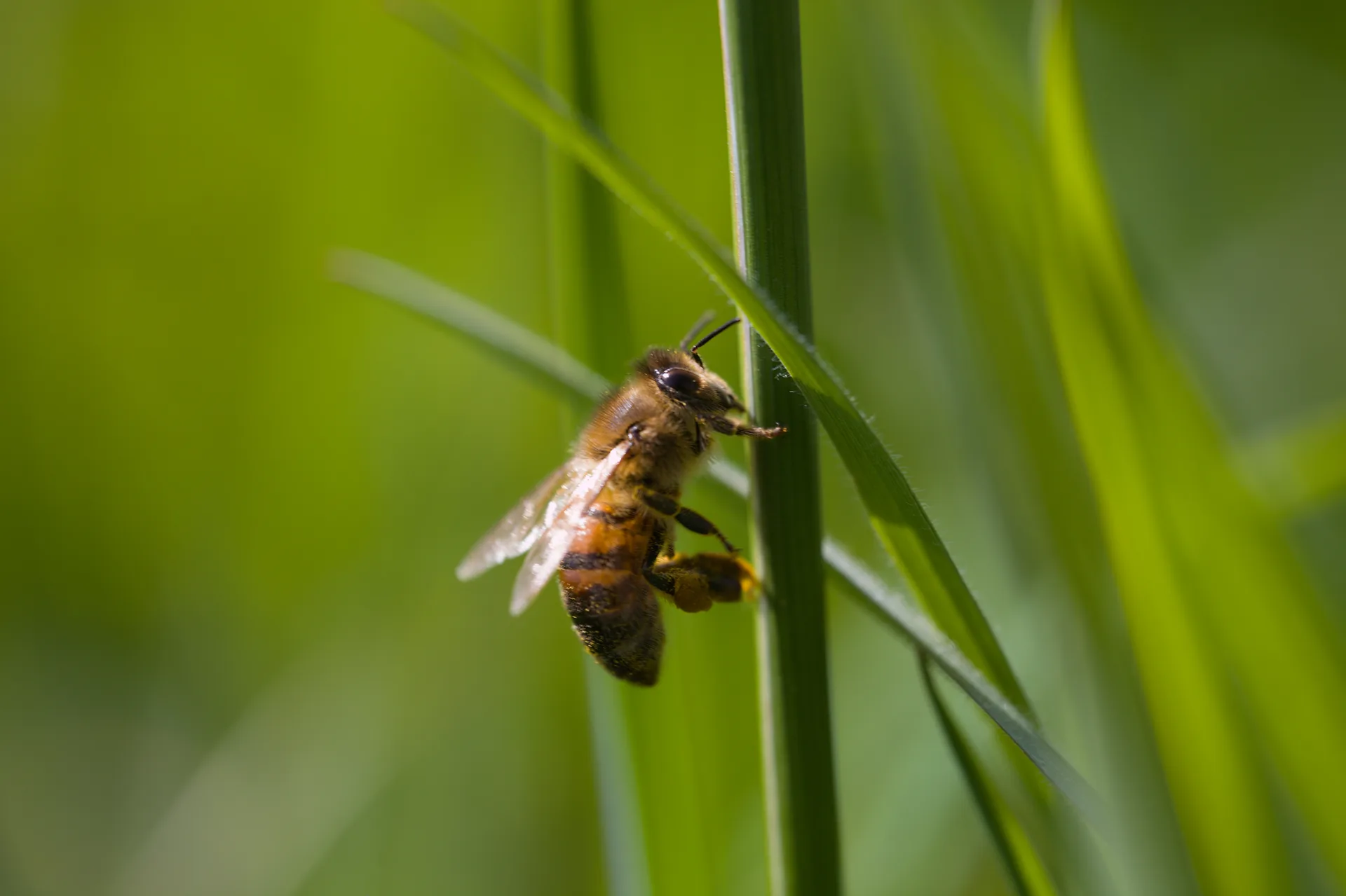 Biene mit Pollen am Grashalm