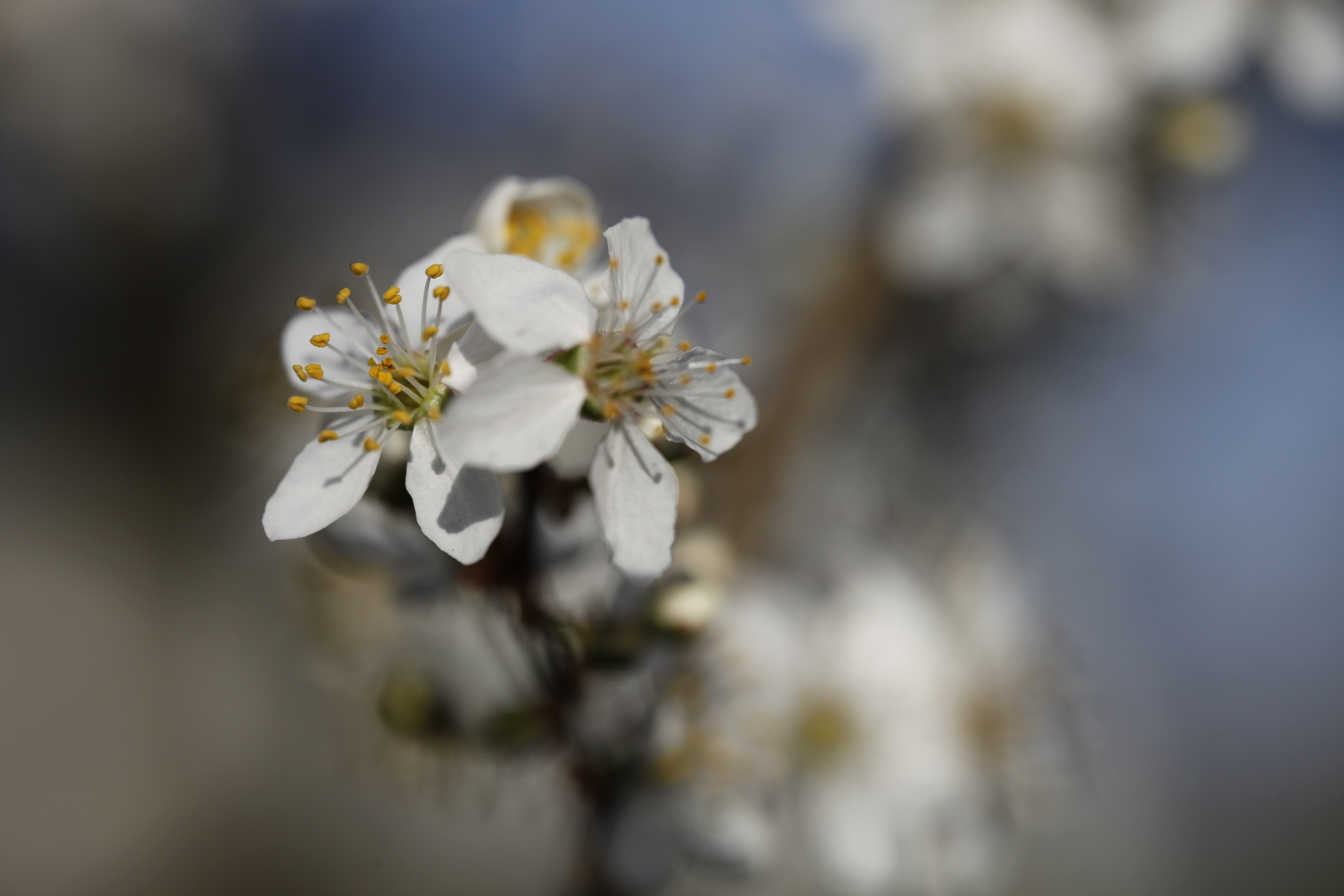 Blüte im Frühling